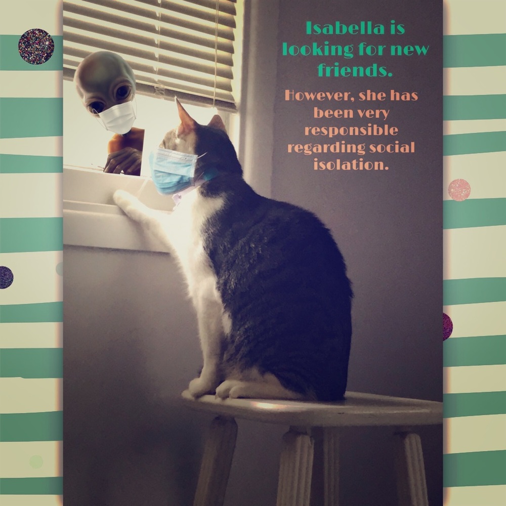 This is my cat, Isabella. She is not for sale.